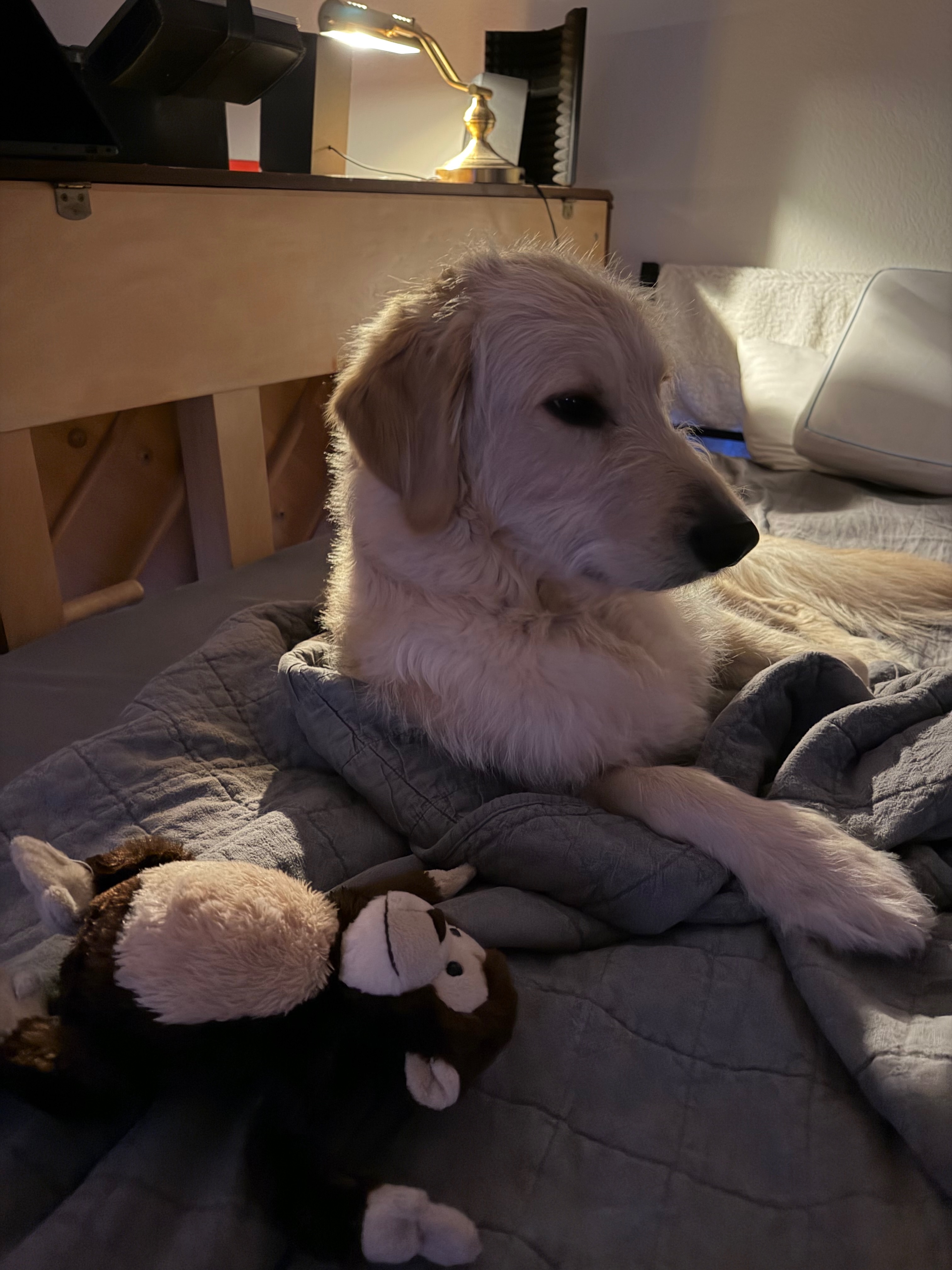 Rocket resting on a quilt beside his stuffed toy, with lamplight behind him